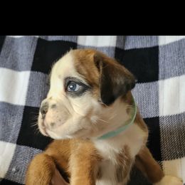 Boxer and Shih Tzu Puppies from L&L European Boxers and Shih Tzus