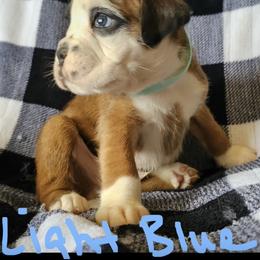 Boxer and Shih Tzu Puppies from L&L European Boxers and Shih Tzus
