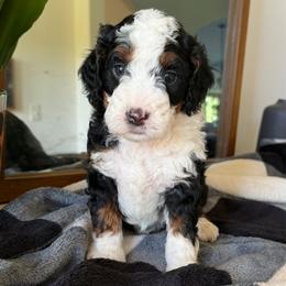 Blue Boy - Tri-color male Bernedoodle puppy in Fort Gibson, Oklahoma from Waggle Doodles