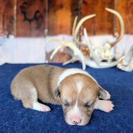 Mary Ingalls Kendall - Red merle and white female American Corgi puppy in Shawnee, Oklahoma from Sunray Ranch