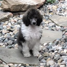 Poodles from Indigo Standard Poodles