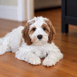 Pineapple - Red female Australian Labradoodle puppy in Morgan Hill, California from Loving Labradoodles