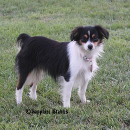 Lexi - Toy Australian Shepherd