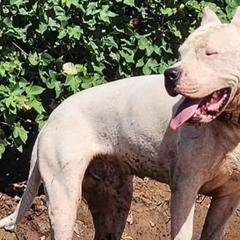 Canelo - Dogo Argentino