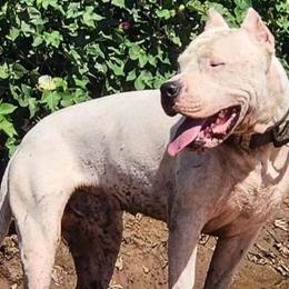 Canelo - Dogo Argentino