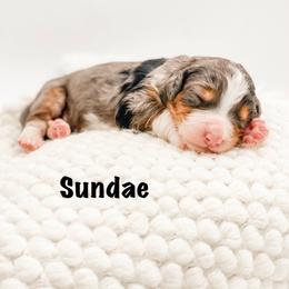 Sundae - Blue merle female Bernedoodle puppy in Hudson, Indiana from TurkeyCreek-K9