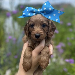 Sweetie - Apricot female Goldendoodle puppy in Sugar City, Idaho from Idaho Sugar Doodle Pups