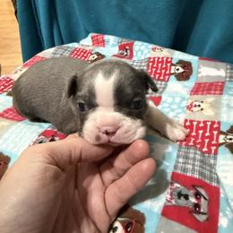 Aladdin - Blue male Boston Terrier puppy in Wellington, Ohio from Twist of Faith Farms