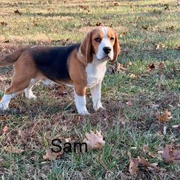 Sam - Beagle
