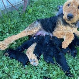 Airedale Terrier and Shiba Inu Puppies from Steven Yoder
