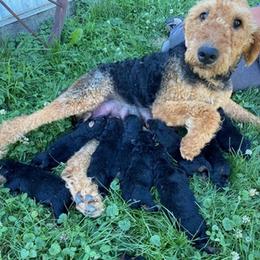 Airedale Terrier and Shiba Inu Puppies from Steven Yoder