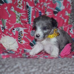 Libra - Blue merle Aussiedoodle puppy in Stockton, California from Family Doodles