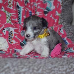 Libra - Blue merle Aussiedoodle puppy in Stockton, California from Family Doodles