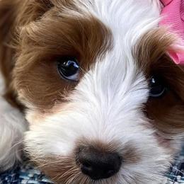 Cavapoos from Cavapoos of the Carolinas
