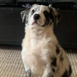 Border Collie Puppies from SoCal Border Collies