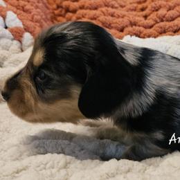 Rochelle - Dapple female Dachshund puppy in Ovett, Mississippi from Anytime Dachshunds by D.B.
