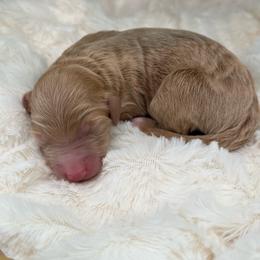 Boy 1 - Red male Aussiedoodle puppy in Pomona, California from Socal Aussiedoodles
