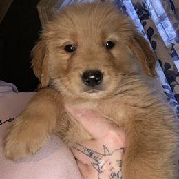 Golden Retriever Puppies from DeClercks Goldens
