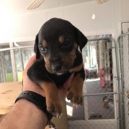 Catahoula Leopard Dog Puppies from Magnolia Farms Kennel