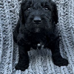 Goldendoodle Puppies from Lucky's Doodlez
