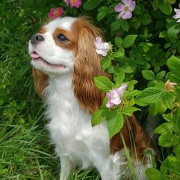 Charlie - Cavalier King Charles Spaniel