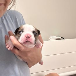 French Bulldog Puppies from Christie Duhe