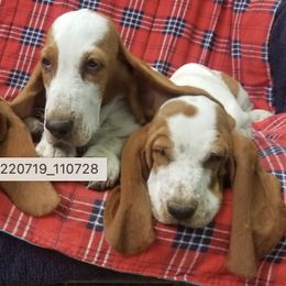 Basset Hounds from Fredmond's Hound Kennel
