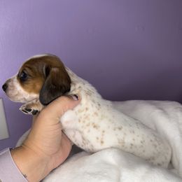 Dachshund Puppies from Shannon Dolly’s Dachshunds