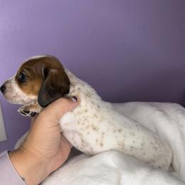 Dachshund Puppies from Shannon Dolly’s Dachshunds
