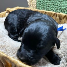 Rowan - Black and white male Aussiedoodle puppy in York, Pennsylvania from Loving Puppy Paws Kennel