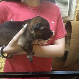 Boy 1 - Sable male German Shepherd puppy in Dunn, North Carolina from Von Fousthaus GSDogs