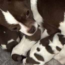 RUTHIE - Chihuahua