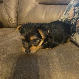 Cupid (Light Blue) - Black and tan male Yorkshire Terrier puppy in Fayetteville, Tennessee from Mina's Yorkies