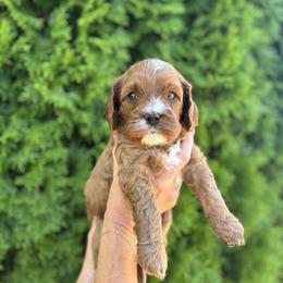Cavapoo Puppies from Columbia Basin Puppies