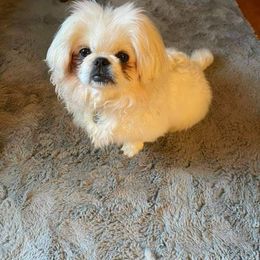 Pekingese Puppies from Linda's Perfect Pek Palace