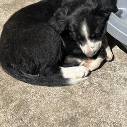 Border Collie Puppies from Roaring River Border Collies