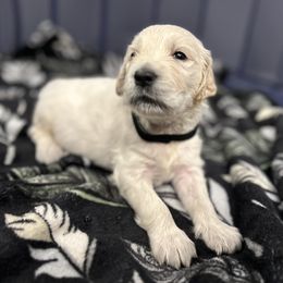 Golden Retriever Puppies from Oakland County Goldens
