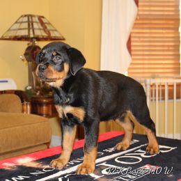 Rottweiler Puppies from Foundation's Rottweiler