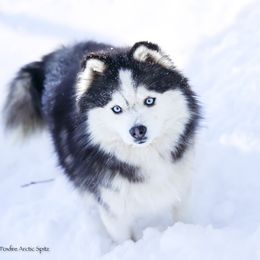 Sprite - Pomsky