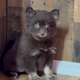 Chocolate - Chocolate female Pomsky puppy in Spring Hill, Florida from PDQ Pomskies