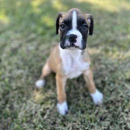 Female 3 - Fawn female Boxer puppy in Prestonsburg, Kentucky from Bre’s Boxers