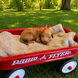 Aspen - Red  female Goldendoodle puppy in Boise, Idaho from Goldendoodle Baby