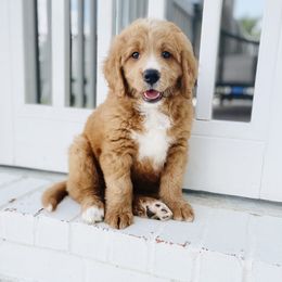 Assorted Doodle Crosses Puppies from Barking Blessings