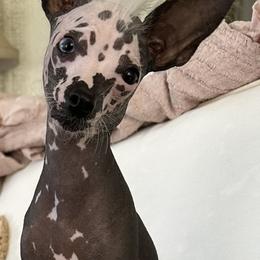 Chihuahua and Chinese Crested Puppies from Western Kentucky Chihuahua’s and Chinese Crested’s