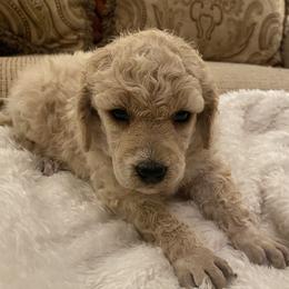 Moira - Cream female Poodle puppy in Texarkana, Arkansas from Luxe N Libby