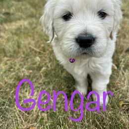 Golden Retriever Puppies from English Creams of Morningstar