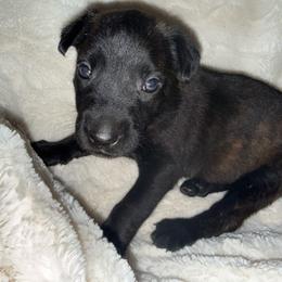 Marie Laveau' - Black brindle female Dutch Shepherd puppy in Saint Amant, Louisiana from Mercy Kennels