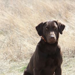 Labrador Retrievers from Huntmaster Labs