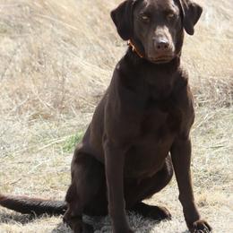 Labrador Retrievers from Huntmaster Labs