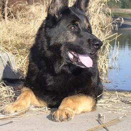 German Shepherds from Waldkonig K9